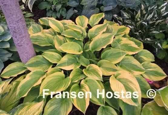 Hosta Royal Flush